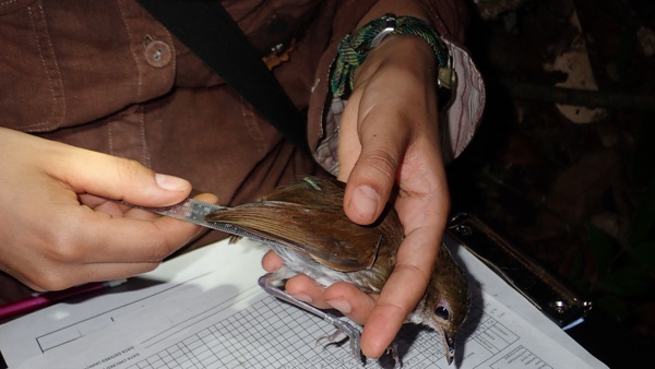 Investigadora mide la longitud de las alas de un tororoí campanero 